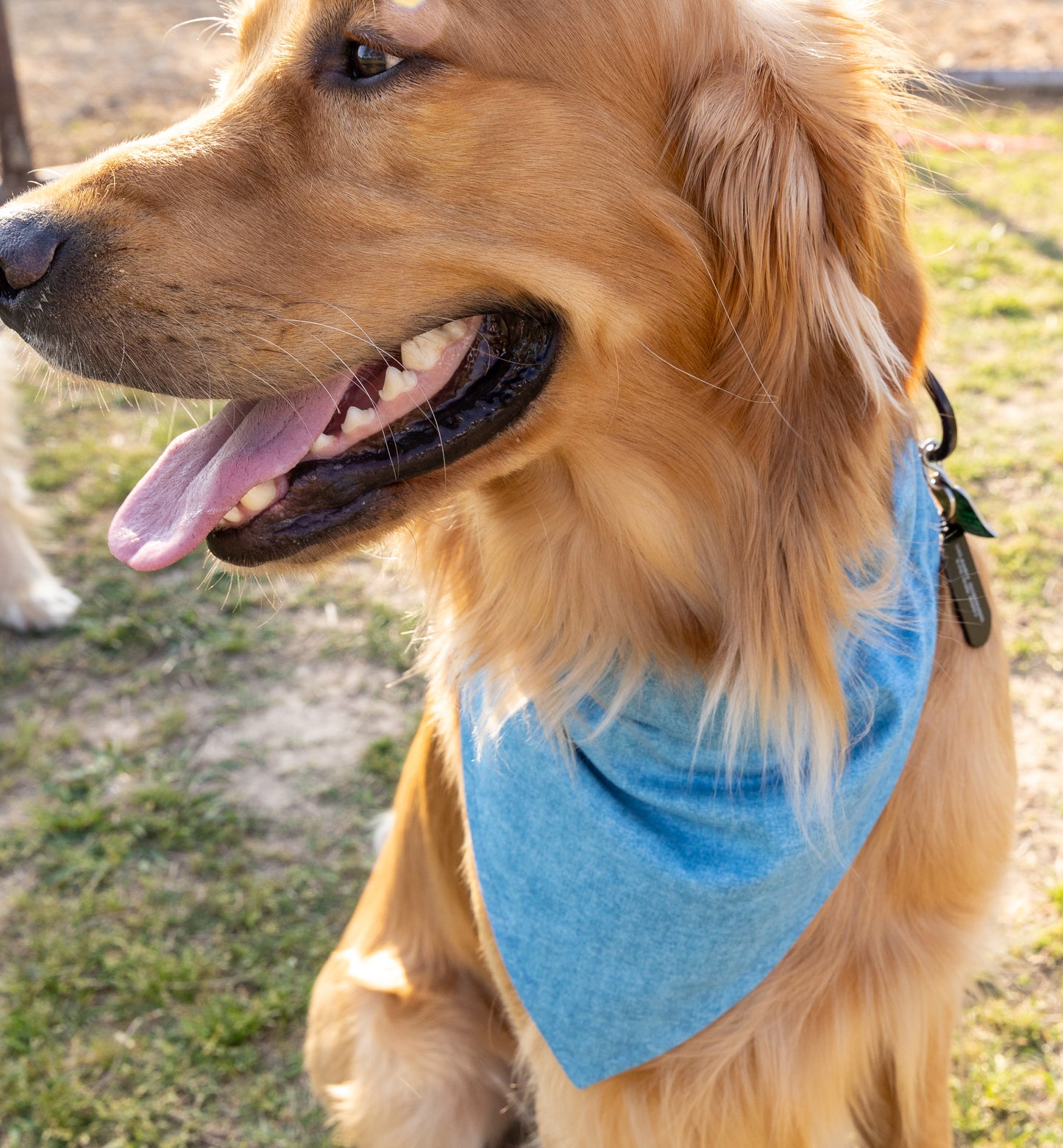 Baseballs/Blue Bandana