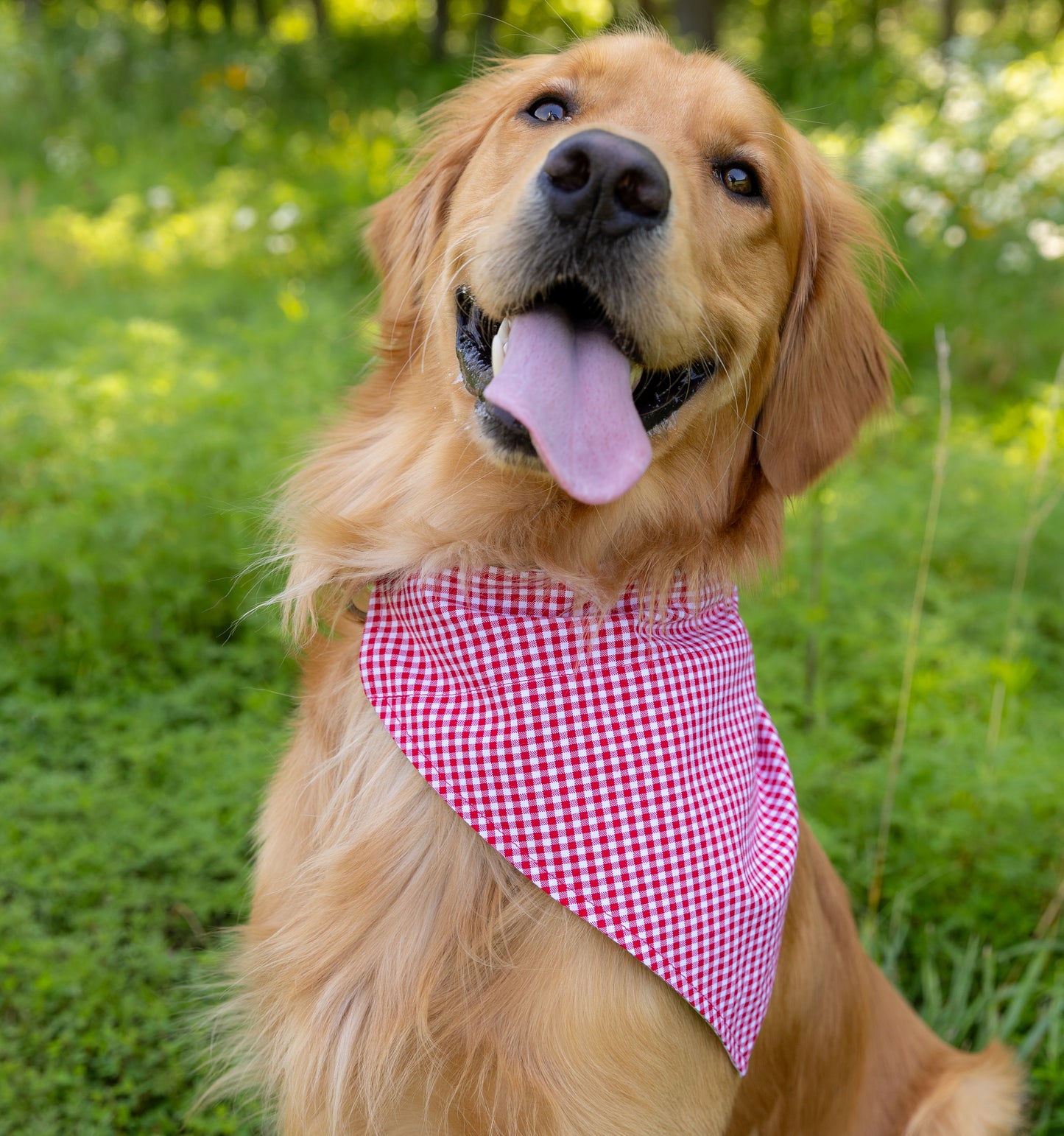 Camping/Gingham Bandana