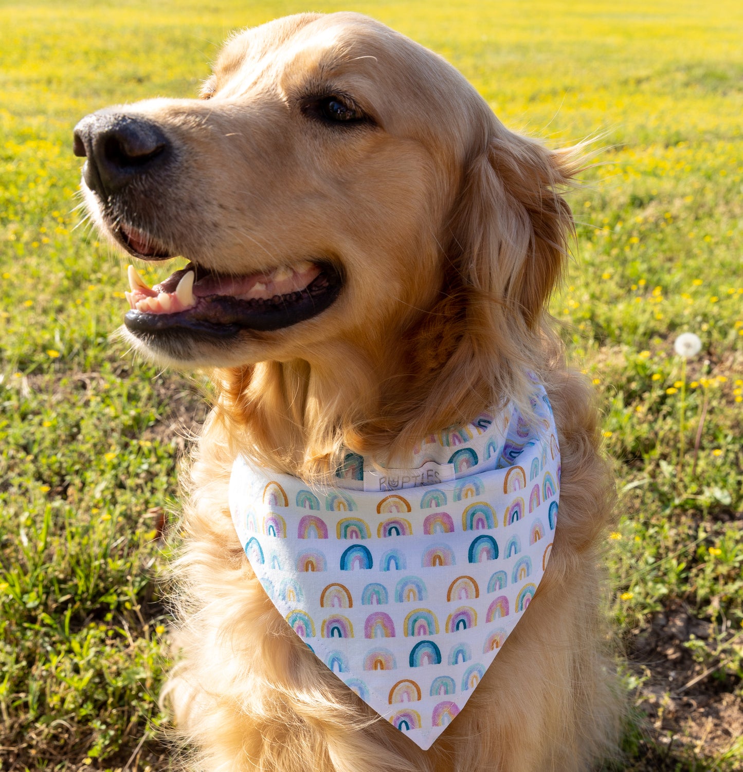 Rainbows/Pink Bandana