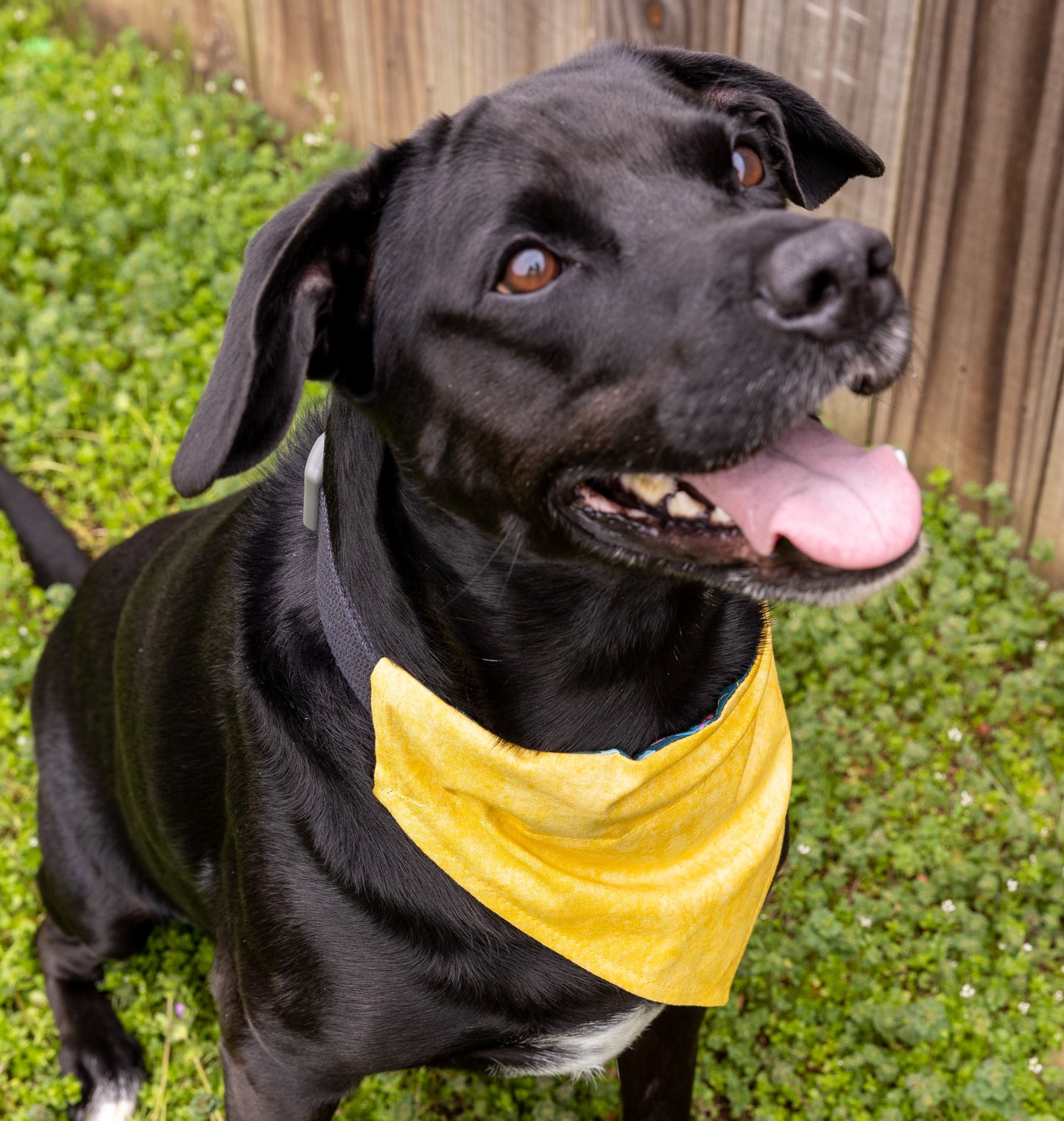Groovy Floral/Yellow Tie Dye Bandana