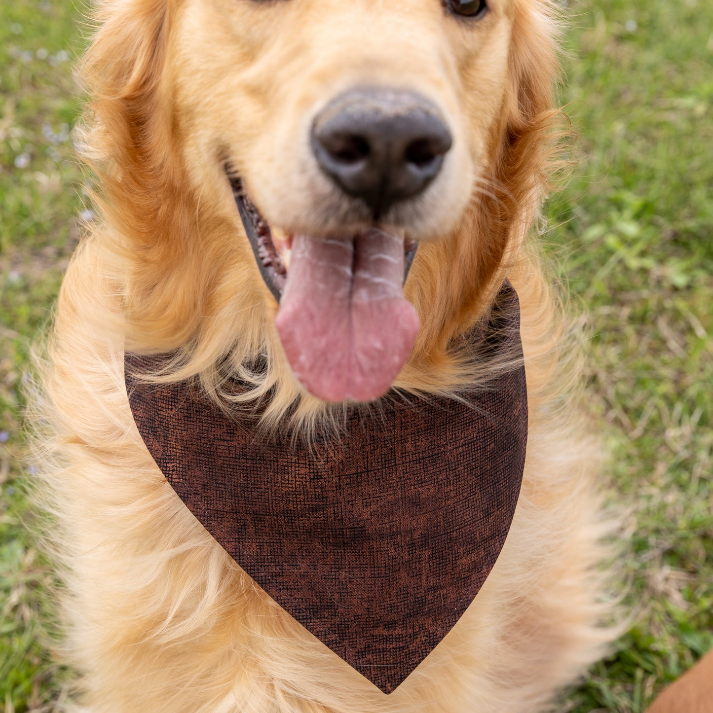 Woof/Brown Bandana