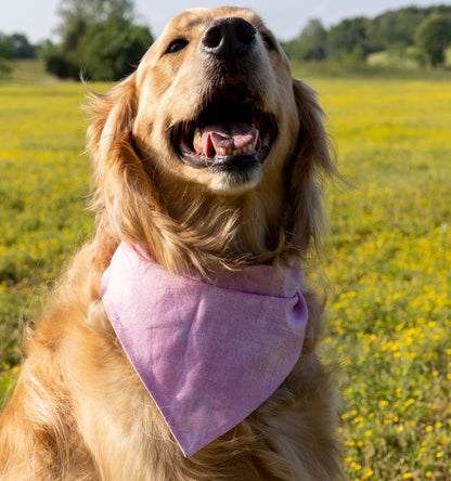 Rainbows/Pink Bandana